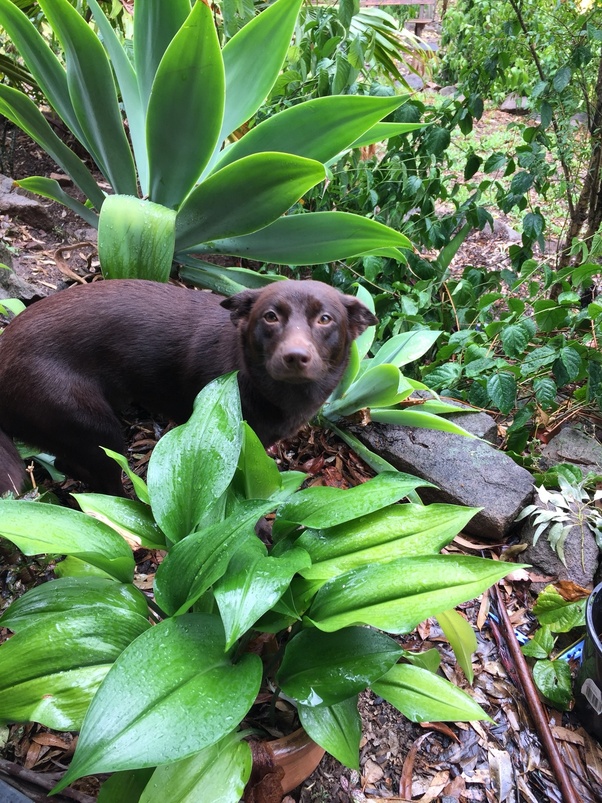 Why have purebred dogs so expensive? Quora