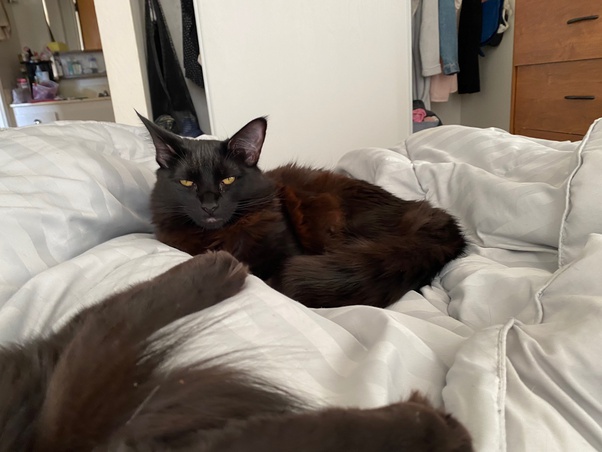 Do you share your bed with your cat? Why or why not? Quora