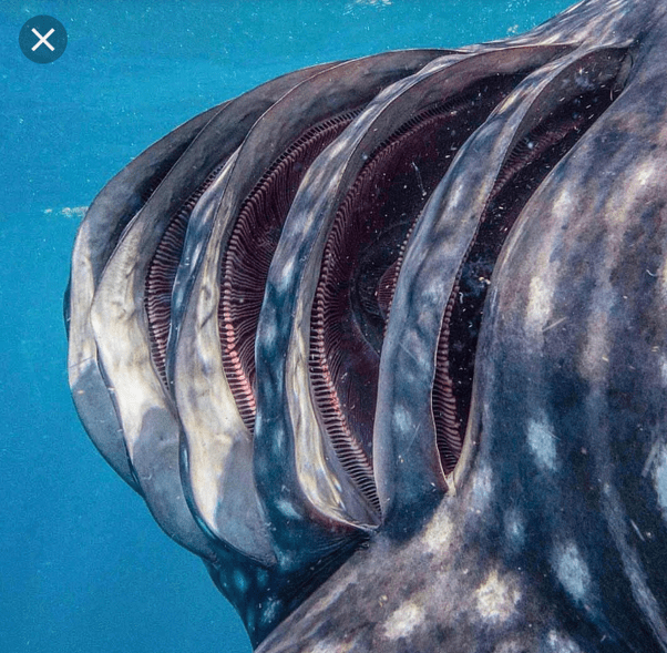 How long can a whale shark stay underwater? Quora