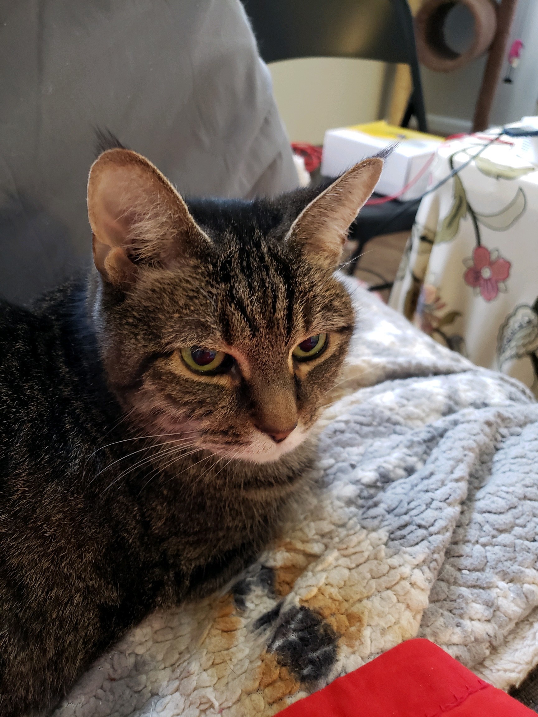 Do cats know that they are cute? - Quora