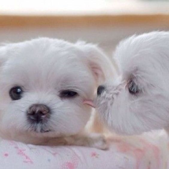 Which is the most smallest and cutest dog breed in the