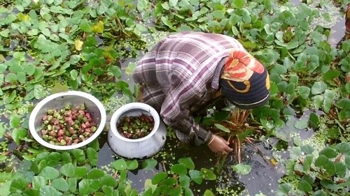 What are the plants that grow in water and we eat? Quora
