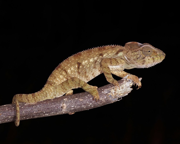 Apakah kemampuan chamoflaging bunglon dan gurita merupakan mekanisme yang  sama? Jika tidak, apa perbedaannya dan siapa yang memiliki mekanisme yang  lebih baik? - Quora