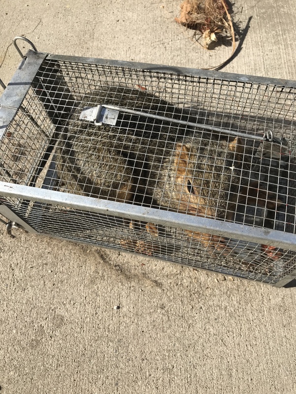 Are peanuts bad for squirrels? I know that peanuts can cause