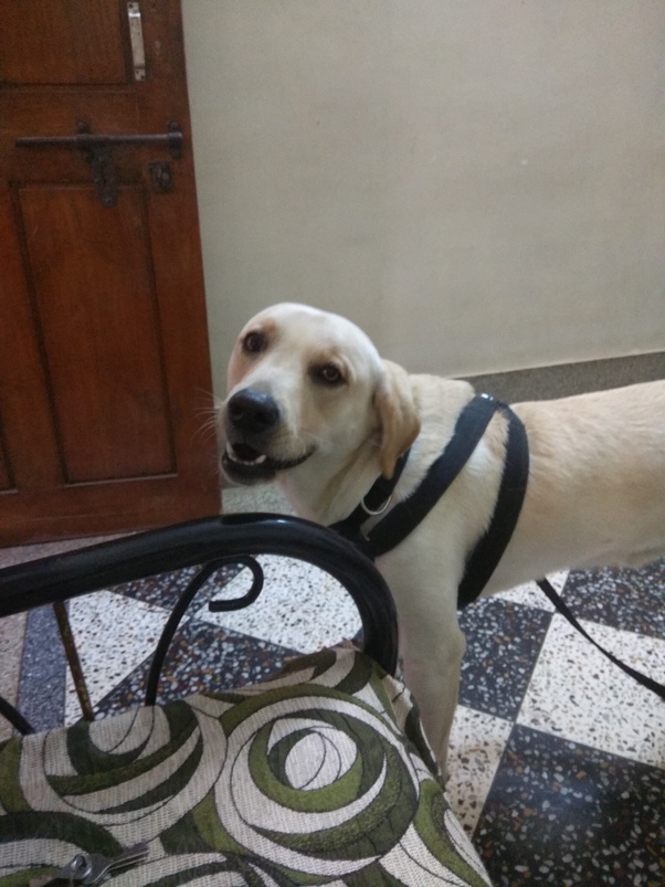 Is it worth raising a dog? Quora