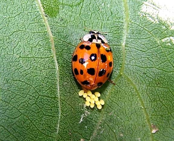 What do ladybug eggs look like? Quora