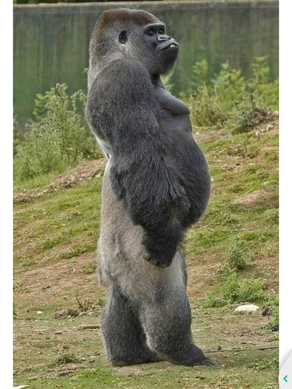 Cool What Animal Has Two Feet But Can't Walk 2022