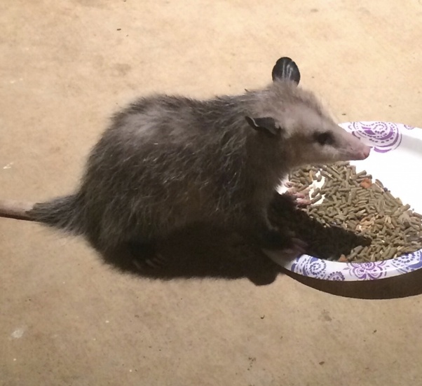 What scares people about opossums? Quora