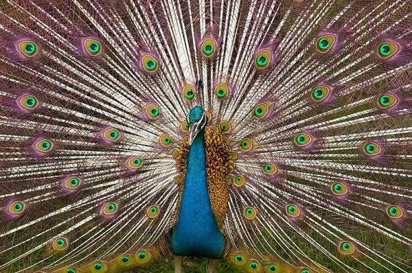 What are some amazing examples of symmetry in nature? Quora