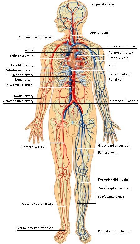 You've got the right brachiocephalic vein and the left brachiocephalic vein. How many veins are in the human body? - Quora