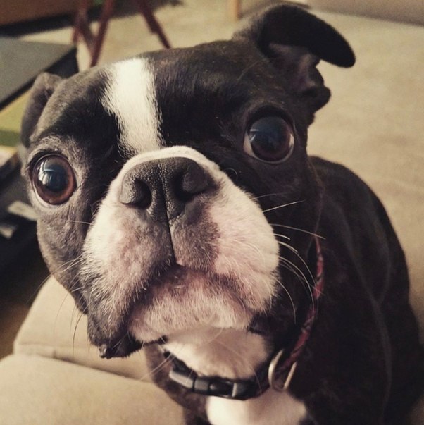 What dog breed should I avoid getting? Quora