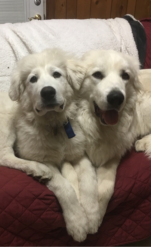 What is the general opinion of a Great Pyrenees dog as a family pet