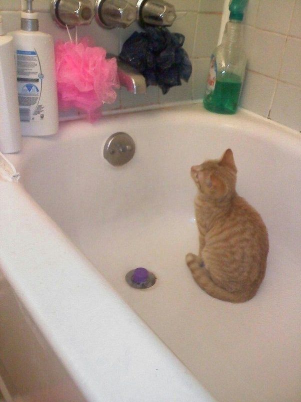 Why Are Cats So Afraid Of Water Cat Meme Stock Pictures and Photos