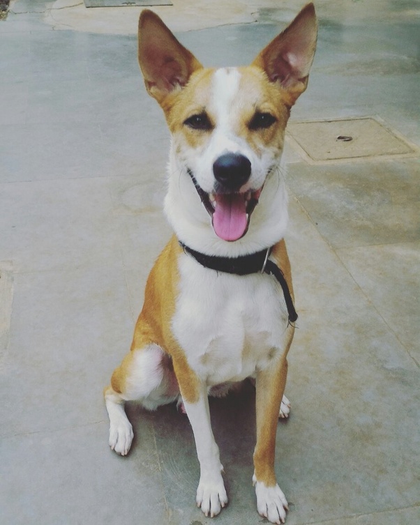 Is it worth raising a dog? Quora