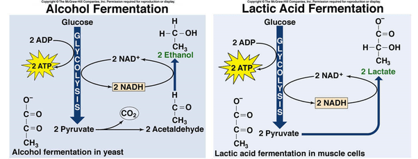 Why do cells need fermentation to continue glycolysis? Quora