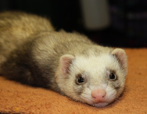 Which exotic pets should be legalized in California? Quora