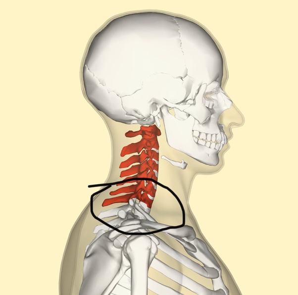 In the end, when animating, can i hide the bones an armature never shows up during a render. Why There Is Two Bones Sticking Out Behind My Neck At The Bottom It Seems Like C6 And C7 And Im Only 16 Quora