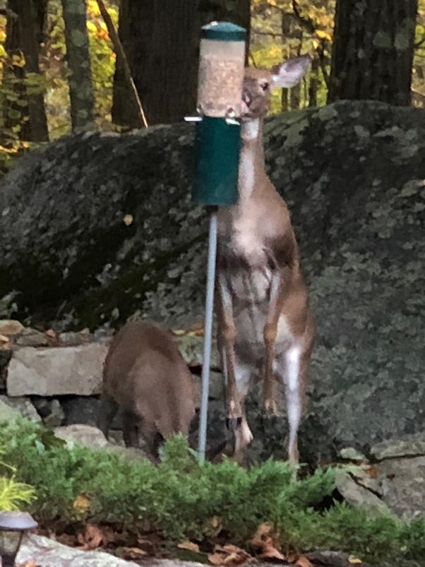 How complicated can it be to hang a bird feeder? Did you