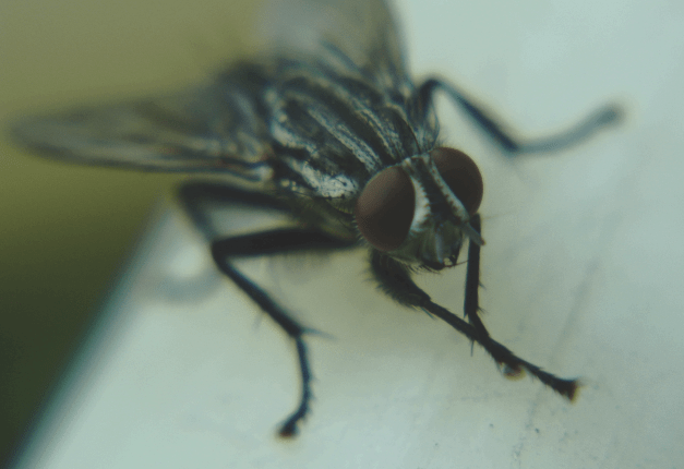 Berapa jumlah kaki pada lalat? - Quora