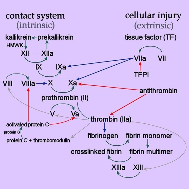 Concept Map Ii Blood Clotting If it is because of anticoagulants that blood does not clot even in the