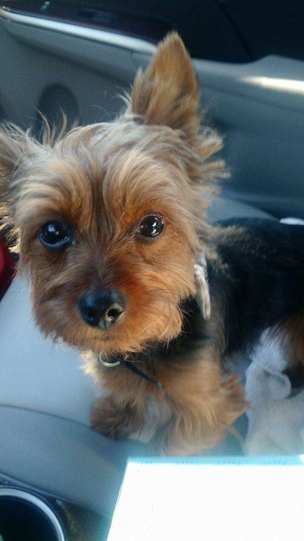 What is it like to have Yorkies as pets? Quora