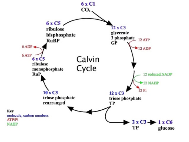 How is the Calvin cycle more superior than glycolysis? Quora