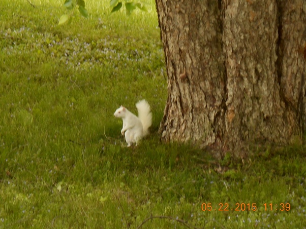 Why do squirrels have a tail that is large compared to its body size