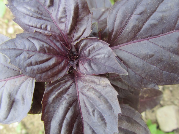 How often should I water basil and mint plants? Quora
