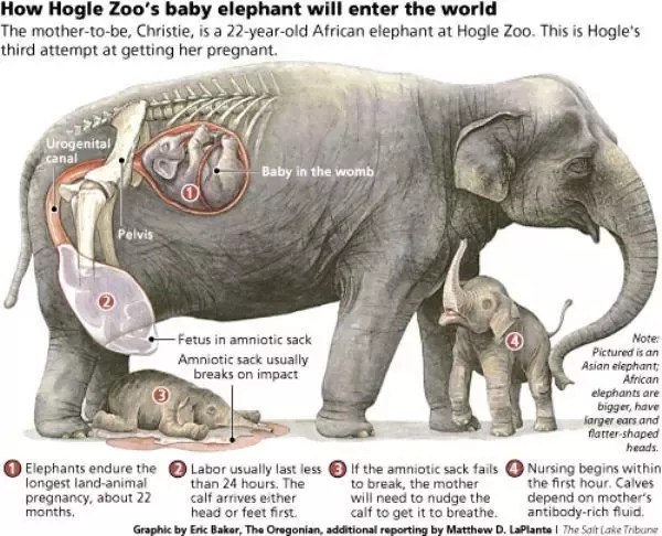 Why Is The Gestation Period Of An Elephant So Long? - Quora