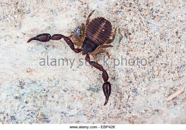 What are some examples of 8legged animals? Quora