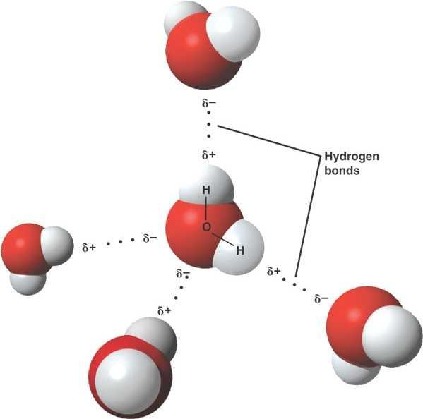 How many hydrogen bonds are attached to each water molecule in a solid
