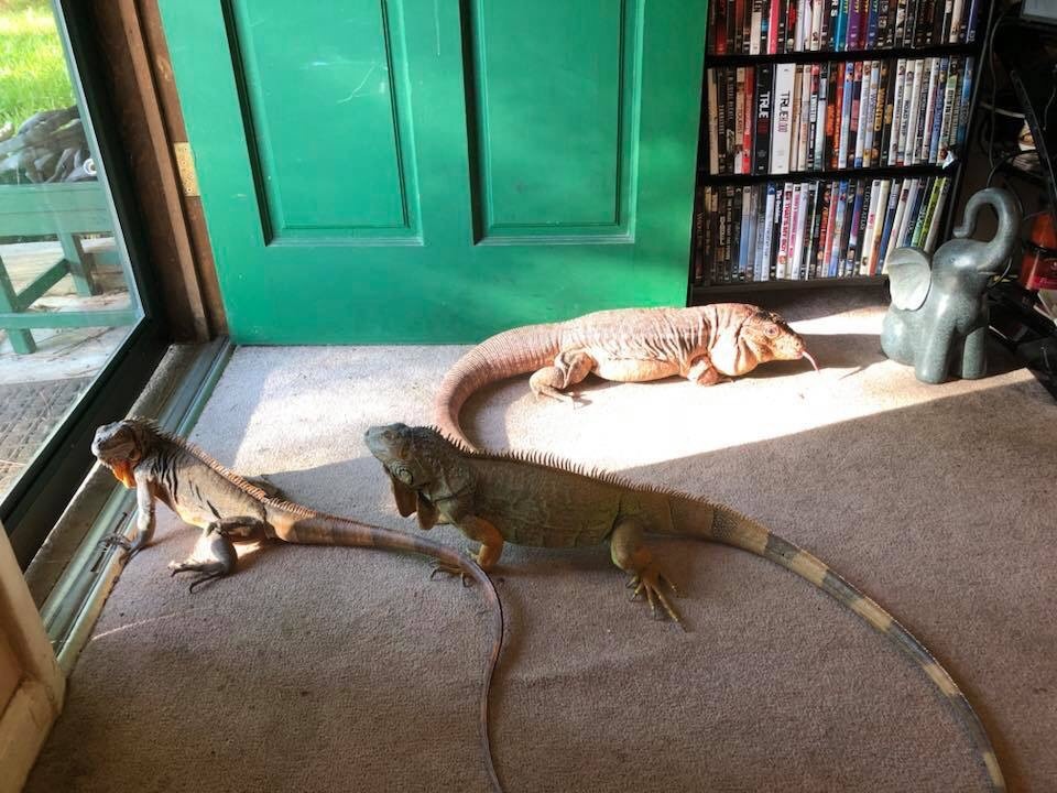 Apa yang akan terjadi jika Anda menempatkan iguana peliharaan Anda dengan  tegu Argentina peliharaan Anda? - Quora