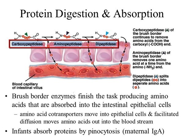 How does blood carry digested food? Quora