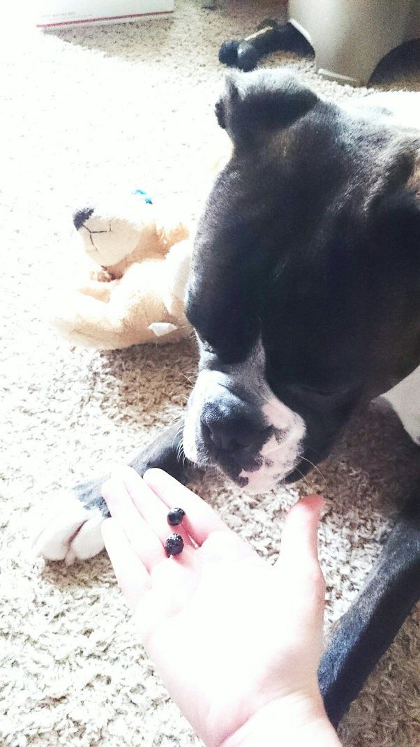 Why do dogs eat shoelaces? Quora