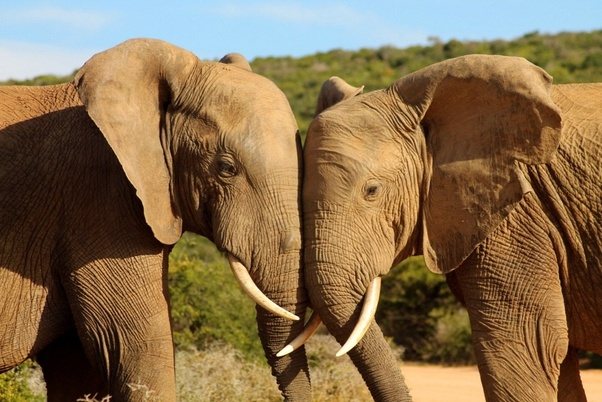 How do elephants show affection for each other? Quora