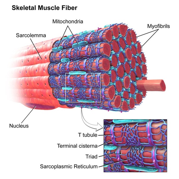 Carbohydrates Are Stored In Fhe Kiver And Musc In The Form Of Where