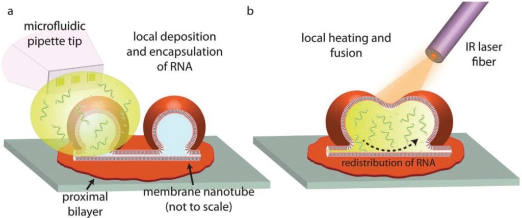 Apa eksperimen Stanley Miller (1953) tentang asal usul kehidupan? - Quora