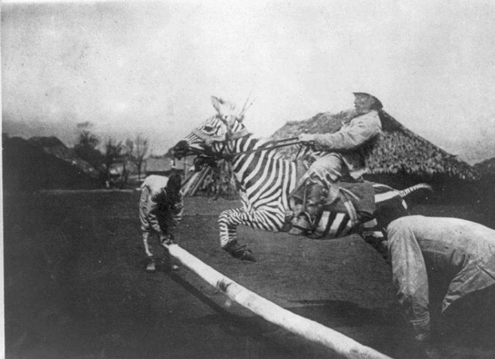 Pourquoi ne peut-on pas monter un zèbre ? - Quora