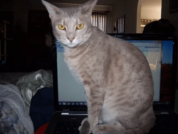 Why do cats like standing on keyboards so much? Quora