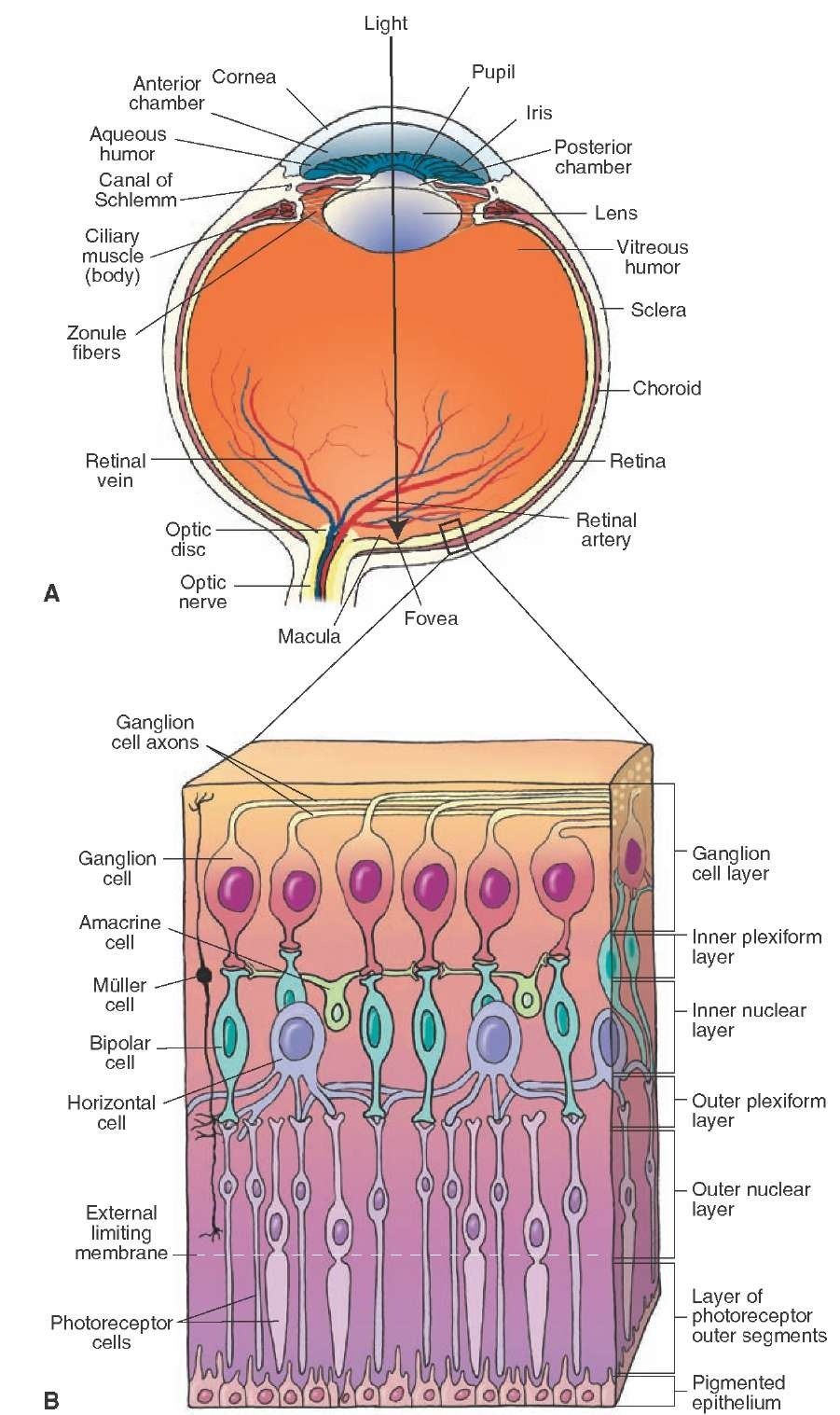 Bagaimana mata mengirimkan informasi visual ke otak? Apakah setiap sel  batang/kerucut memiliki tautannya sendiri ke otak melalui saraf optik, atau  apakah informasi dikodekan dengan cara tertentu sebelum dikirim ke saraf  optik? -