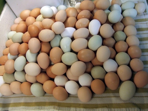Are green shelled eggs safe to eat? Quora