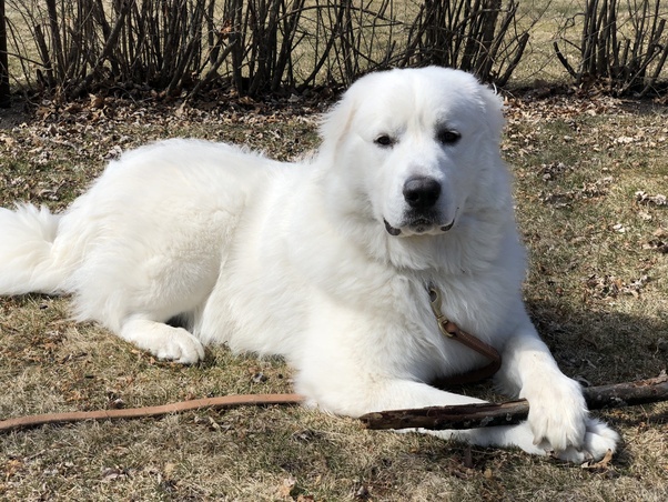 How long does a Great Pyrenees dog live? Quora