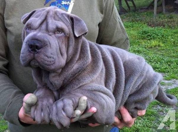 What is the temperament of a Staffy/SharPei cross? Quora