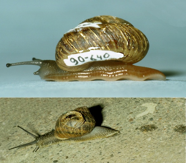 fun animal in Do Slugs Have Shells