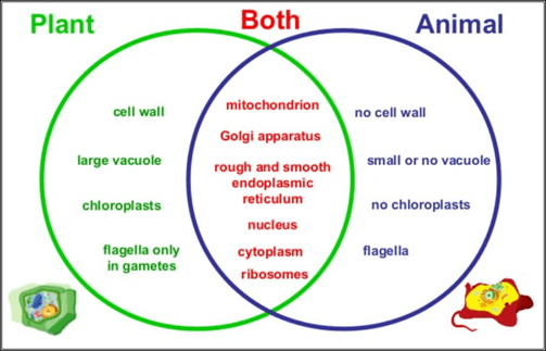 Which organelle structure do both plants and animal cells have in