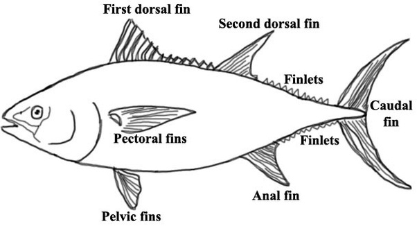 What types of fins are there? Quora