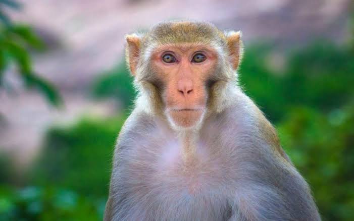 Bagaimana tanggapanmu mengenai viralnya jual beli monyet untuk peliharaan?  - Quora