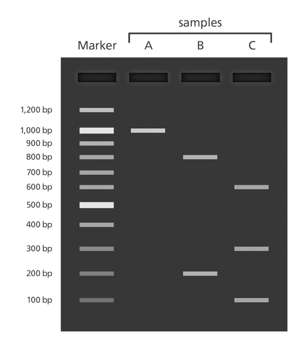 How to estimate the size and concentration of DNA fragments Quora