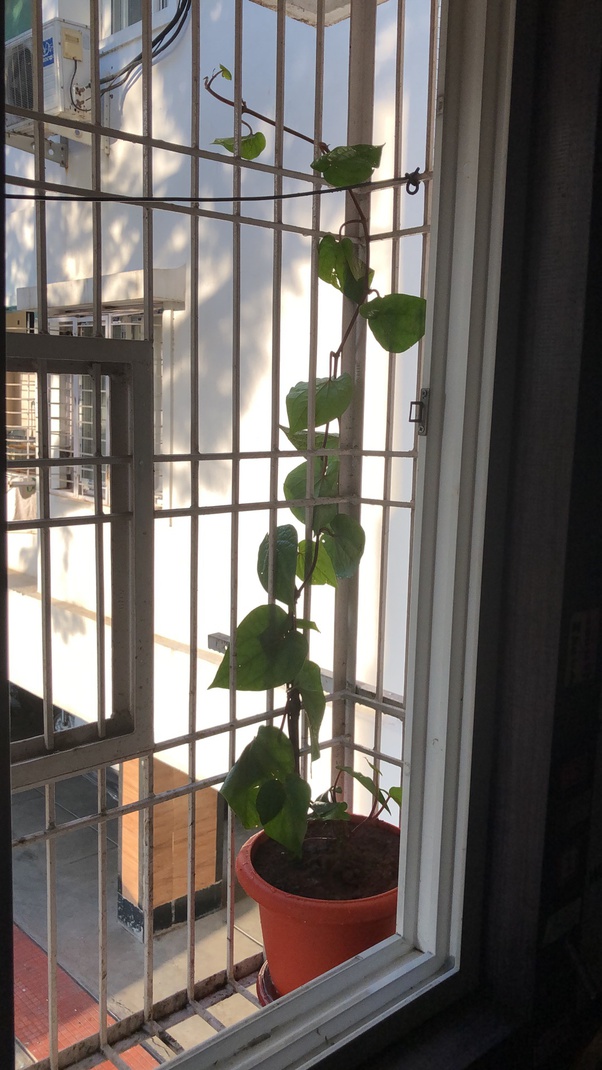 Do plants have feelings or emotions? Quora