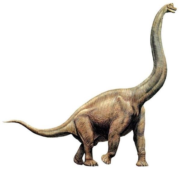 How did a brontosaurus differ from a brachiosaurus? Quora